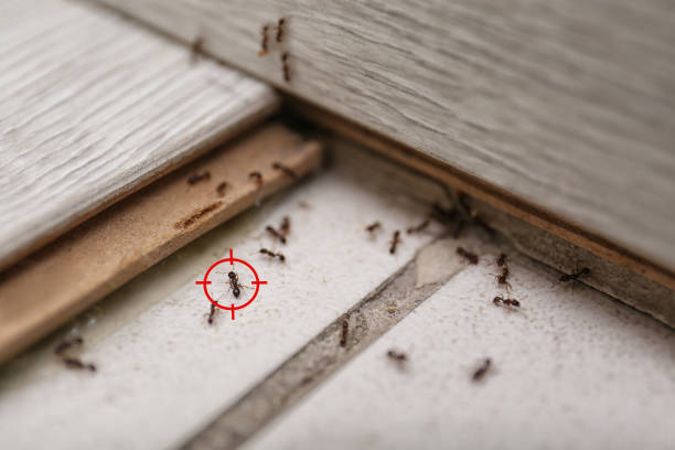 Reliable Kapaau, HI Pest Control Solutions