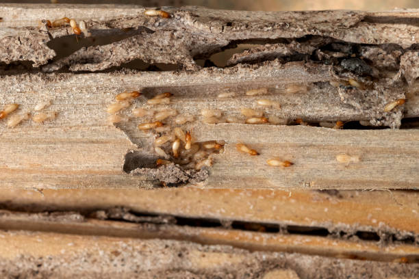 Best Insect Control  in Kapaau, HI